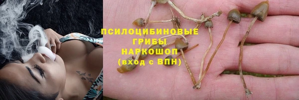сатива Елизово